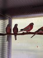 Bourke's en turqen, Dieren en Toebehoren, Vogels | Parkieten en Papegaaien, Meerdere dieren, Parkiet, Geringd