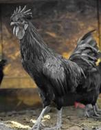 Groep kippen + hanen a(ayam cemani), Dieren en Toebehoren, Pluimvee, Meerdere dieren, Kip