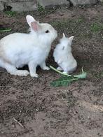 dwergkonijntjes, Dieren en Toebehoren, Konijnen, Meerdere dieren, Dwerg, 0 tot 2 jaar