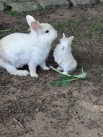 dwergkonijntjes beschikbaar voor biedingen