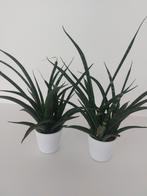 2 mini sanseveria's met potjes, Huis en Inrichting, Kamerplanten, Ophalen of Verzenden