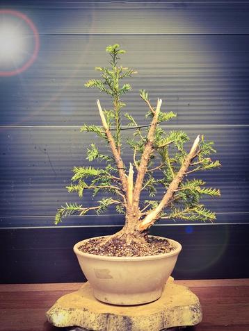 Pre bonsai Taxus Baccata helemaal in vorm