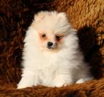Pomeriaan pups 100% raszuiver, Dieren en Toebehoren, België, Keeshond, CDV (hondenziekte), 8 tot 15 weken