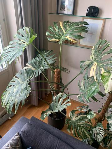 Monstera thai XXL beschikbaar voor biedingen