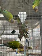 3 pruimkoppen, Dieren en Toebehoren, Vogels | Parkieten en Papegaaien, Geslacht onbekend, Geringd