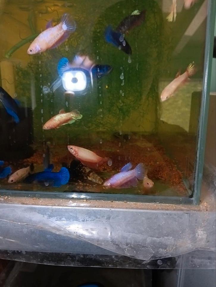 Kempvis vrouwtjes betta, Dieren en Toebehoren, Vissen | Aquariumvissen