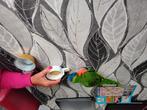 Tamme lori van de blauwe bergen