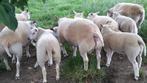 Mooie schapen, Dieren en Toebehoren, Schapen, Geiten en Varkens, Meerdere dieren, Schaap