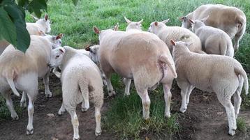 Mooie schapen beschikbaar voor biedingen