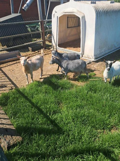 4 leuke vrouwelijke dwerggeiten, Dieren en Toebehoren, Schapen, Geiten en Varkens, Geit, Vrouwelijk, 0 tot 2 jaar