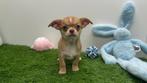 Chihuahua pups, Dieren en Toebehoren, België, 8 tot 15 weken, CDV (hondenziekte), Meerdere