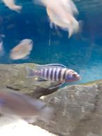 Jonge malawi cichliden, Dieren en Toebehoren, Vissen | Aquariumvissen