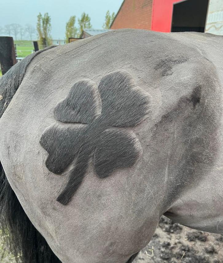 Paarden scheren regio Antwerpen (Noord), Dieren en Toebehoren, Stalling en Weidegang, Opfok, Stalling, Weidegang, Accessoires