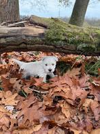 West Highland white Terriër pups/westie/westy/pups/cesar, België, Fokker | Hobbymatig, Overige rassen, CDV (hondenziekte)