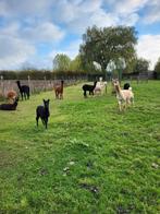 Alpaca te koop merrie, Dieren en Toebehoren