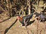 Marans haan ,zwartkoperhals