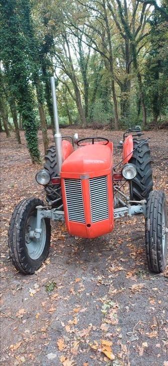 Tractor massey ferguson oldtimer beschikbaar voor biedingen