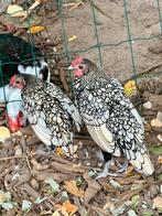 Sebright haantjes, Dieren en Toebehoren, Pluimvee