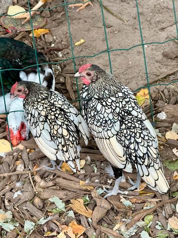 Sebright haantjes beschikbaar voor biedingen