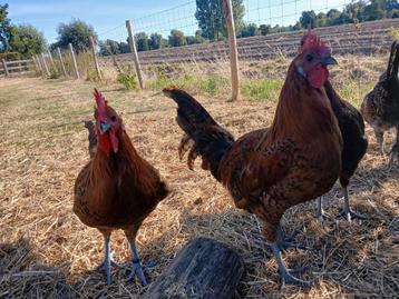 Zingemse leghoen - jonge hanen beschikbaar voor biedingen