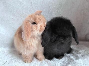Prachtig mooi lief handtam Minilop koppeltje broer-zus beschikbaar voor biedingen