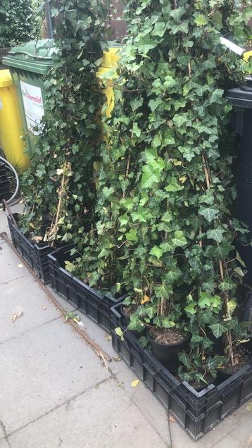 Klimop (hedera hibernica), Ophalen, Haag