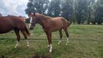 2 JAARSE BWP MERRIE, Dieren en Toebehoren, Merrie, Springpaard, Gechipt, 0 tot 2 jaar