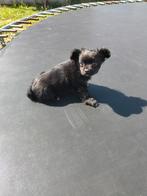 Leuke chihuahua pup, Dieren en Toebehoren, België, Reu, 8 tot 15 weken, CDV (hondenziekte)