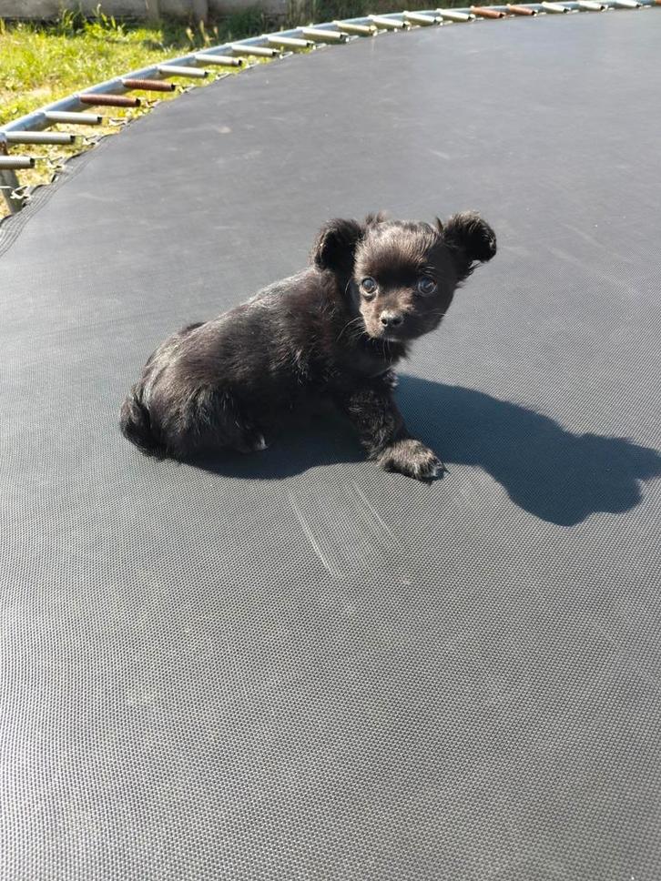 Leuke chihuahua pup, Dieren en Toebehoren, Honden | Chihuahua's en Gezelschapshonden, Reu, Chihuahua, Fokker | Professioneel, Eén hond