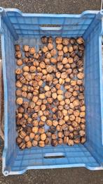 Laatste okkernoten (walnoten), Ophalen