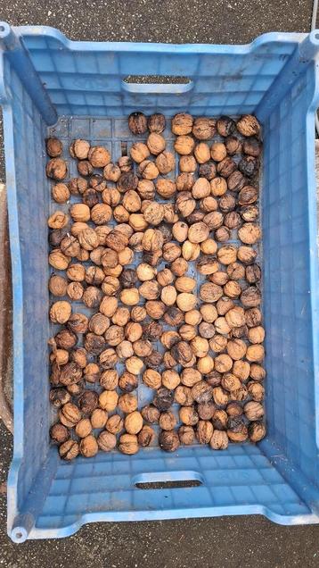 Laatste okkernoten (walnoten) beschikbaar voor biedingen