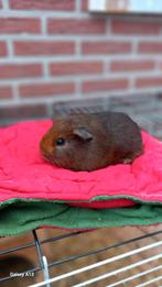 Cavia beertje gladhaar goudagouti., Dieren en Toebehoren, Knaagdieren, Mannelijk, Cavia, Tam