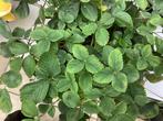 Aardbei planten, Tuin en Terras, Planten | Tuinplanten, Ophalen