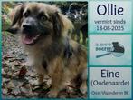 Vermist!, Dieren en Toebehoren, Particulier, Reu, Buitenland, Eén hond