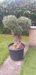 Olijfboom in pot., Tuin en Terras, Ophalen, In pot, Olijfboom, 100 tot 250 cm