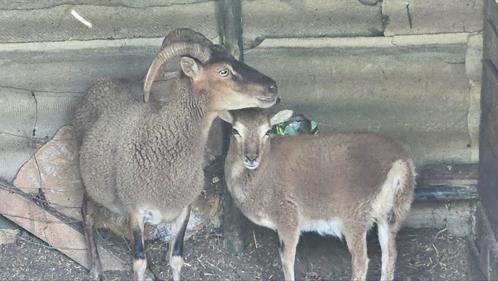 Schapen Soay ooi, ram en  lammetjes, Dieren en Toebehoren, Schapen, Geiten en Varkens, Schaap, Mannelijk, 0 tot 2 jaar