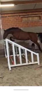 3 jarige Eldorado merrie  te koop, Dieren en Toebehoren, Paarden, Merrie, Met stamboom, Springpaard, 3 tot 6 jaar