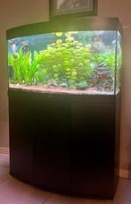 Juwel Vision 180 Aquarium, Ophalen, Gebruikt, Gevuld zoetwateraquarium