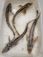 Diamant Steurs rond de 40 cm, Dieren en Toebehoren, Vissen | Vijvervissen