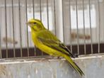 bristol mozambique man, Dieren en Toebehoren, Vogels | Overige Vogels, Mannelijk, Tropenvogel