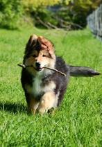 Heel mooie Herder kruising pup, Dieren en Toebehoren, Honden | Niet-rashonden, België, CDV (hondenziekte), 8 tot 15 weken, Groot