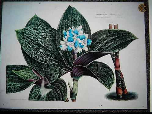 litho planten horto van houtteano 1845-1883, Antiek en Kunst, Kunst | Litho's en Zeefdrukken, Ophalen