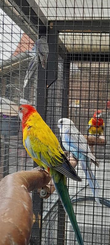 Prachtrosellas in verschillende kleuren beschikbaar voor biedingen