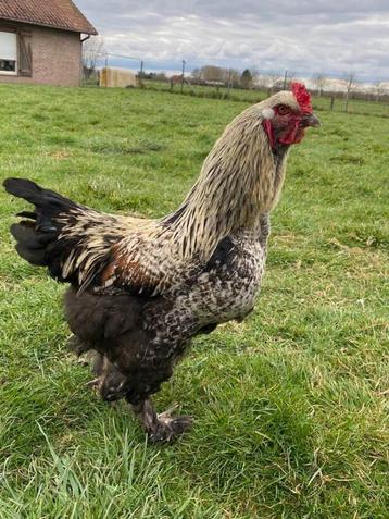 BRAHMA HAAN GRATIS beschikbaar voor biedingen