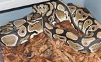 Python-regio, Dieren en Toebehoren, Reptielen en Amfibieën
