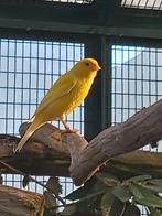Canaris, Dieren en Toebehoren, Vogels | Kanaries