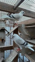 Vlaanderse smierel jongen, Dieren en Toebehoren