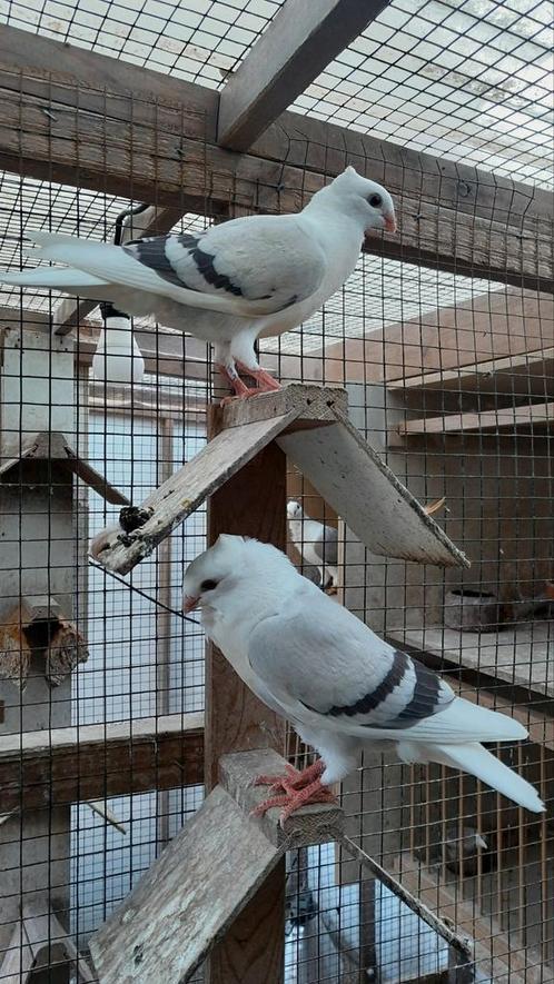 Vlaanderse smierel jongen, Dieren en Toebehoren, Vogels | Duiven