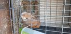 dwergkonijntje, Dieren en Toebehoren, Mannelijk, Dwerg, 0 tot 2 jaar