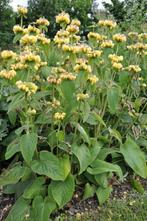 Phlomis russeliana, Ophalen, Winter, Vaste plant, Halfschaduw